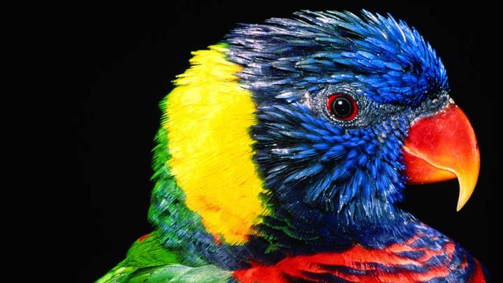 Colorful Parrot Closeup Face